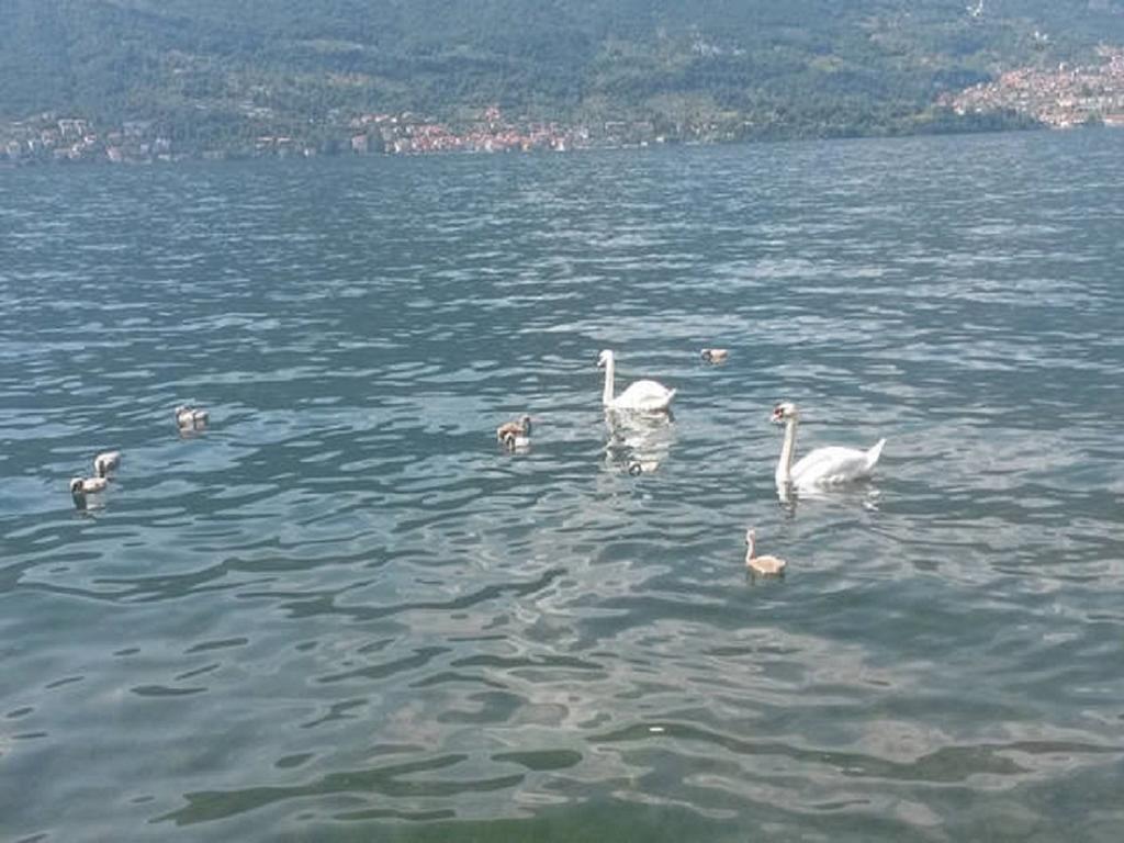 Appartamento Vista Lago - Betta Лезено Экстерьер фото